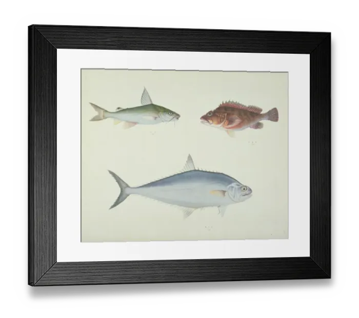 Framed Print : LS Plate 157 from the John Reeves Collection Framed Print : LS Plate 157 from the John Reeves Collection