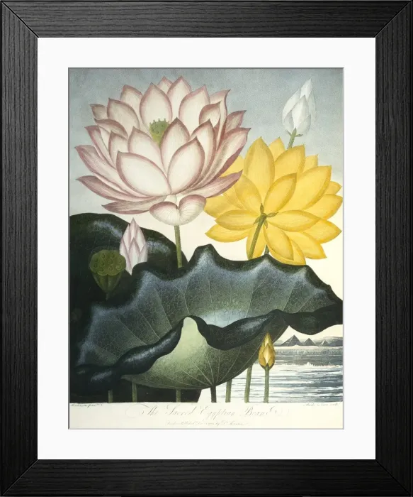 Framed Print : Nymphaea nelumbo, sacred Egyptian bean Framed Print : Nymphaea nelumbo, sacred Egyptian bean