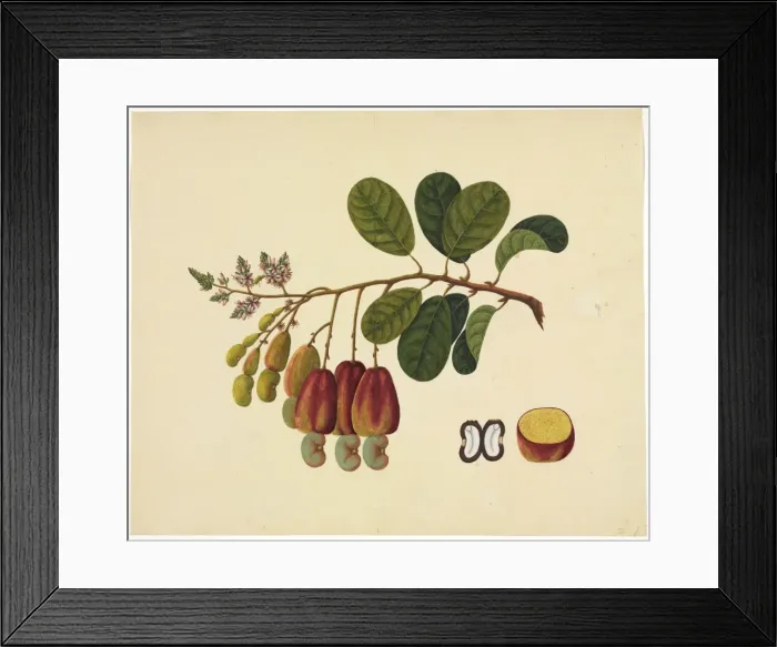 Framed Print : Flower Illustration from the Reeves Collection Framed Print : Flower Illustration from the Reeves Collection