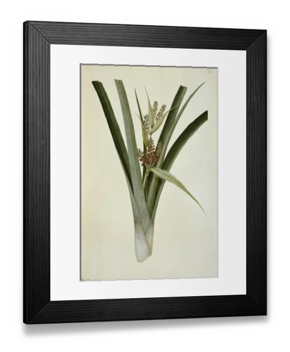 Framed Print : Astelia banksii, coastal astelia Framed Print : Astelia banksii, coastal astelia