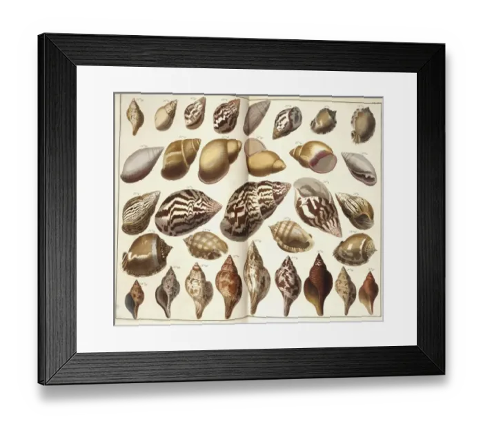 Framed Print : Collection of shells Framed Print : Collection of shells