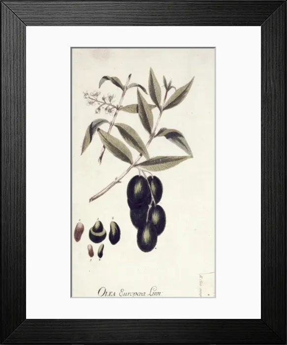 Framed Print : Olea europaea, acebuche Framed Print : Olea europaea, acebuche