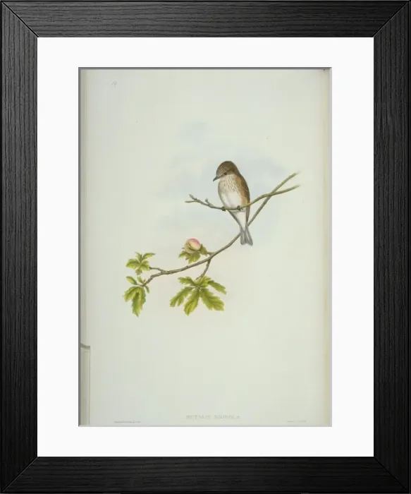 Framed Print : Muscicapa striata, spotted flycatcher Framed Print : Muscicapa striata, spotted flycatcher