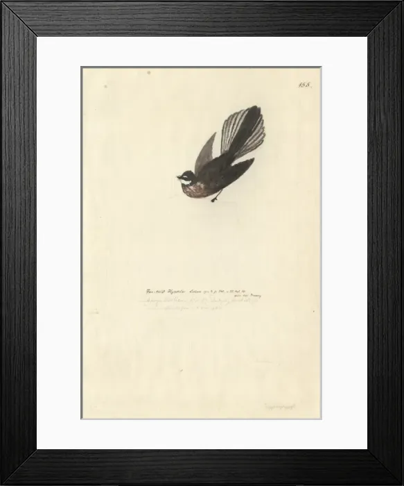 Framed Print : Rhipidura fuliginosa, New Zealand fantail Framed Print : Rhipidura fuliginosa, New Zealand fantail