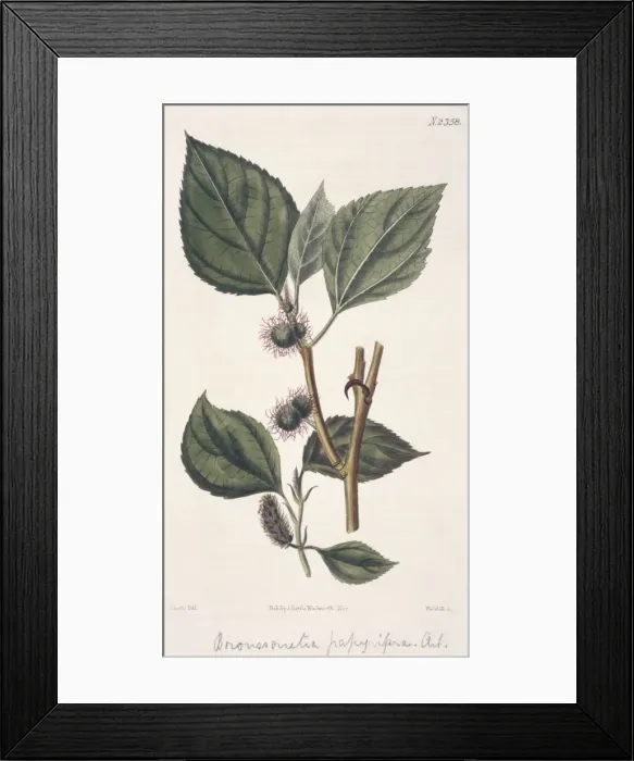 Framed Print : Broussonetia papyrifera, paper mulberry Framed Print : Broussonetia papyrifera, paper mulberry