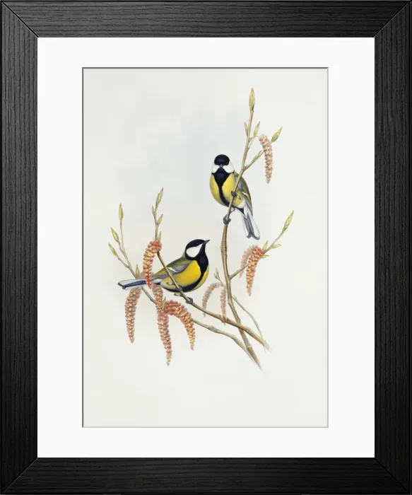 Framed Print : Parus major, great tit Framed Print : Parus major, great tit