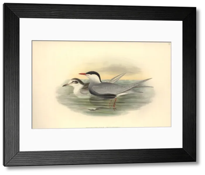 Framed Print : Chlidonias hybrida, whiskered tern Framed Print : Chlidonias hybrida, whiskered tern
