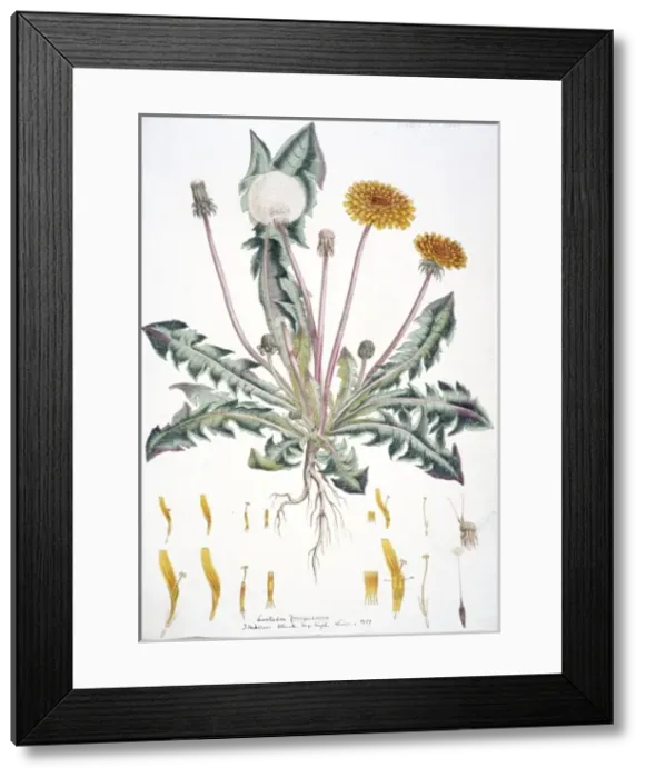 Framed Print : Taraxacum officinale, dandelion