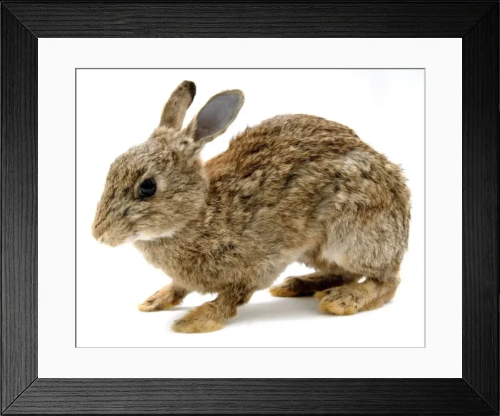 Framed Print : Oryctolagus cuniculus, European rabbit Framed Print : Oryctolagus cuniculus, European rabbit