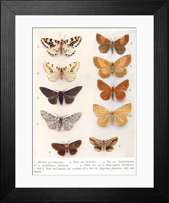 Framed Print : Variety of eight butterflies Framed Print : Variety of eight butterflies