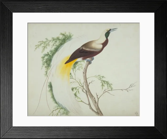 Framed Print : Paradisaea apoda, greater bird-of-paradise Framed Print : Paradisaea apoda, greater bird-of-paradise