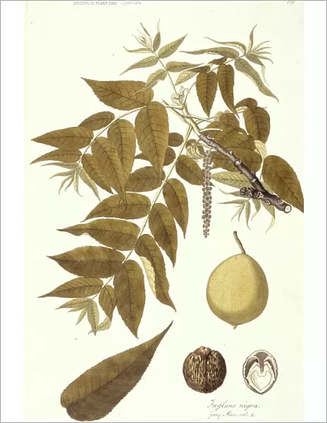 Juglands nigra, black walnut