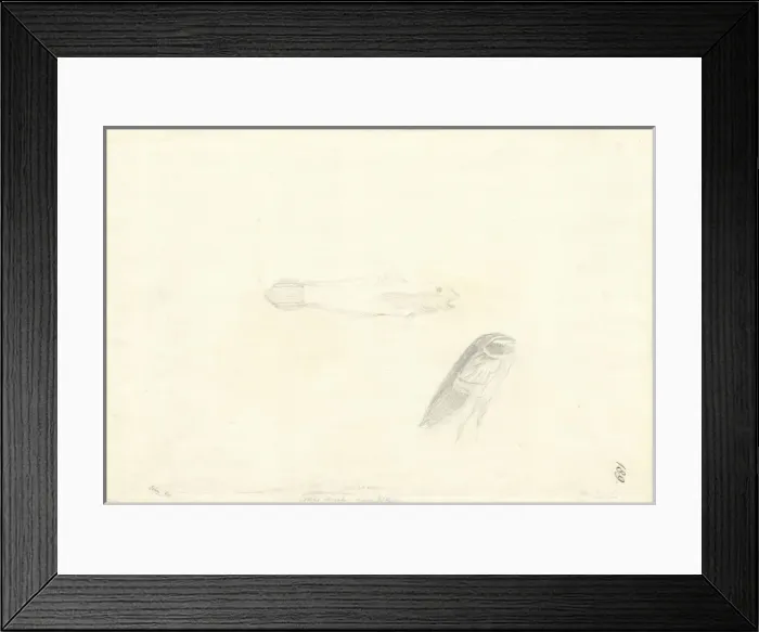 Framed Print : Valenciennea strigata, blueband goby Framed Print : Valenciennea strigata, blueband goby