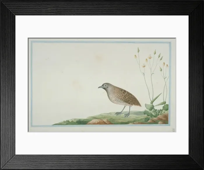 Framed Print : Turnix sp. Buttonquail Framed Print : Turnix sp. Buttonquail