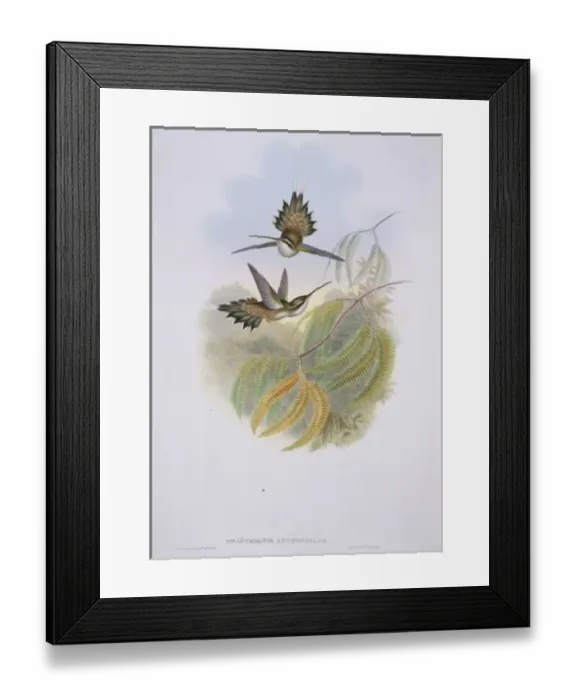 Framed Print : Phaethornis anthophilus, pale-bellied hermit Framed Print : Phaethornis anthophilus, pale-bellied hermit