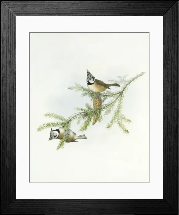 Framed Print : Parus cristatus, crested tit Framed Print : Parus cristatus, crested tit