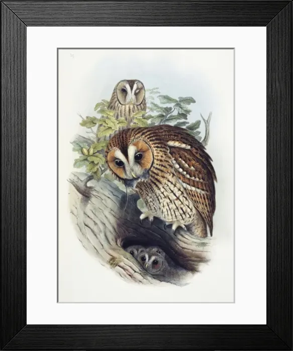 Framed Print : Strix aluco, tawny owl Framed Print : Strix aluco, tawny owl