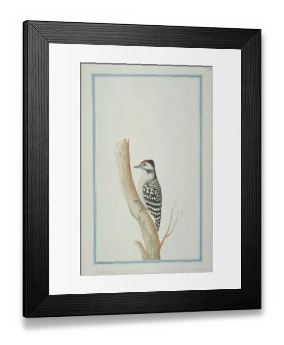 Framed Print : Dendrocopos macei analis, fulvous-breasted woodpecker Framed Print : Dendrocopos macei analis, fulvous-breasted woodpecker
