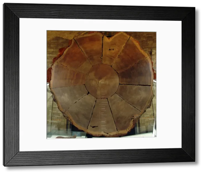 Framed Print : Sequoiadendron giganteum, giant sequoia Framed Print : Sequoiadendron giganteum, giant sequoia