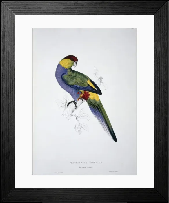 Framed Print : Purpureicephalus spurius, red-capped parrot Framed Print : Purpureicephalus spurius, red-capped parrot