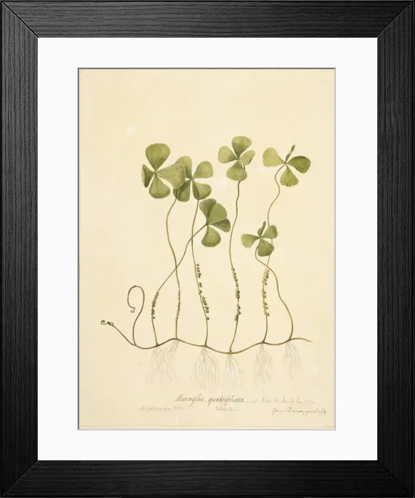 Framed Print : Marsilea polycarpa, waterclover Framed Print : Marsilea polycarpa, waterclover