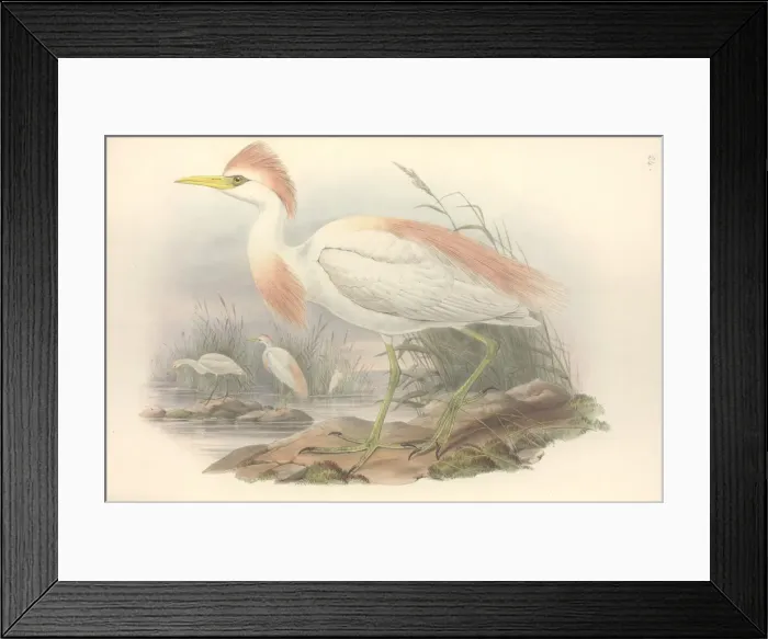 Framed Print : Bubulcus ibis, cattle egret Framed Print : Bubulcus ibis, cattle egret
