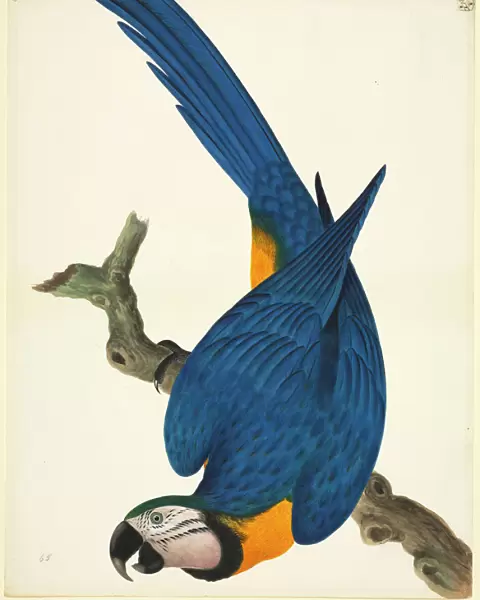 Ara ararauna, blue-and-yellow macaw