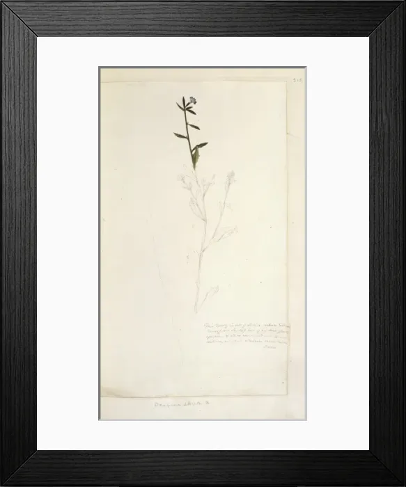 Framed Print : Dampiera stricta, blue dampiera Framed Print : Dampiera stricta, blue dampiera