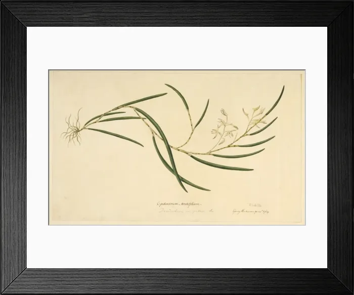 Framed Print : Taeniophyllum fasciola, leafless orchid