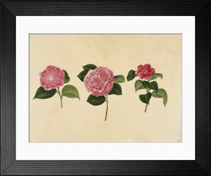 Framed Print : Camellia cv Framed Print : Camellia cv