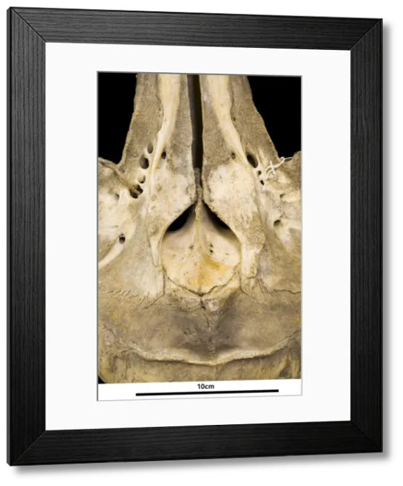 Framed Print : Sousa teuszii, Atlantic Hump-backed Dolphin Framed Print : Sousa teuszii, Atlantic Hump-backed Dolphin