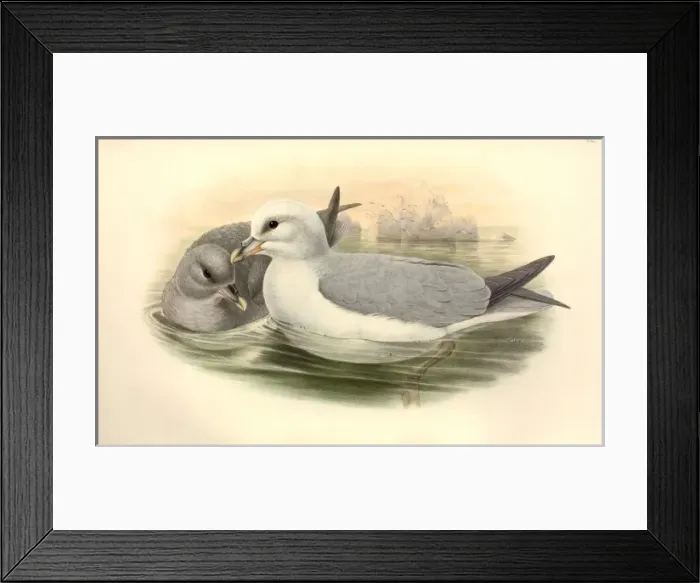 Framed Print : Fulmaris glacialis, northern fulmar Framed Print : Fulmaris glacialis, northern fulmar