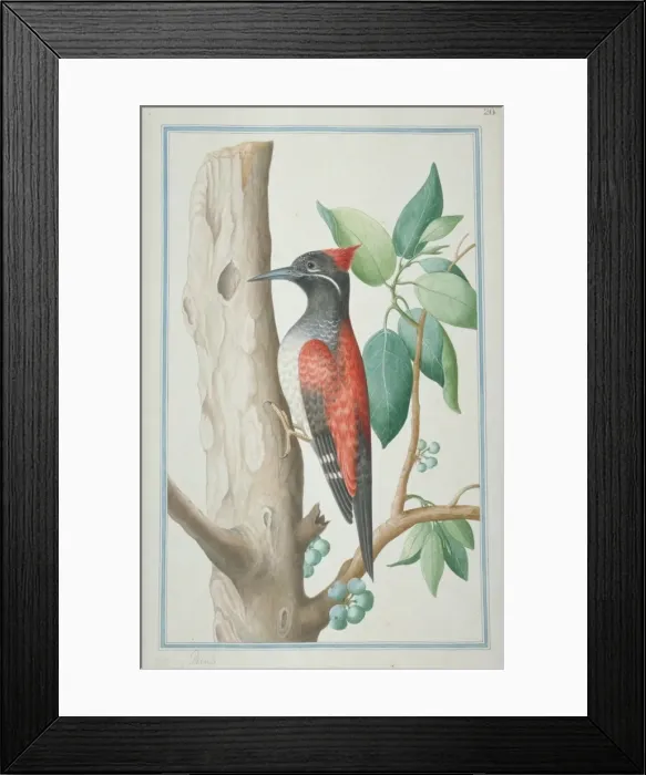 Framed Print : Dinopium benghalense, black-rumped woodpecker Framed Print : Dinopium benghalense, black-rumped woodpecker