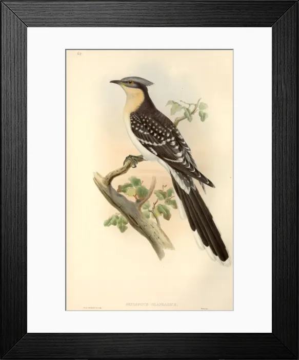 Framed Print : Clamator glandarius, great spotted cuckoo Framed Print : Clamator glandarius, great spotted cuckoo