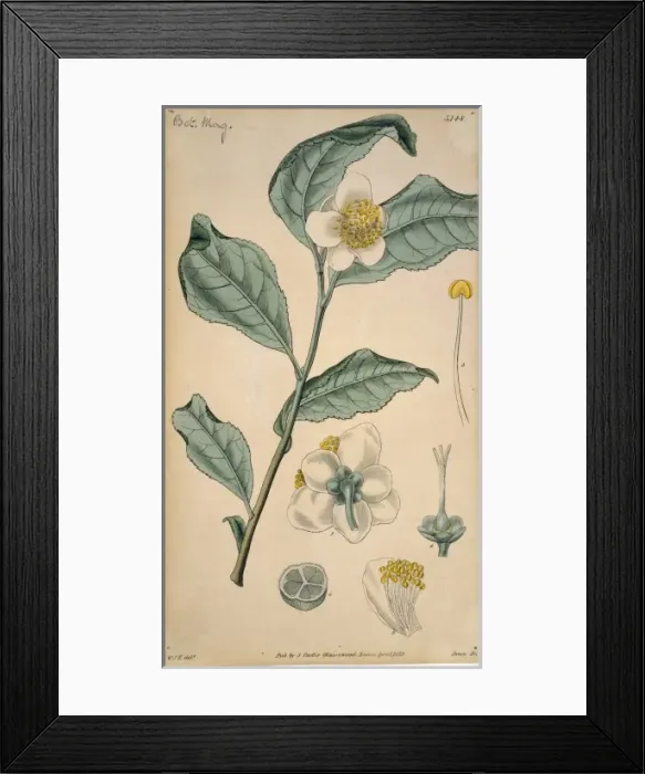 Framed Print : Thea chinensis, tea Framed Print : Thea chinensis, tea