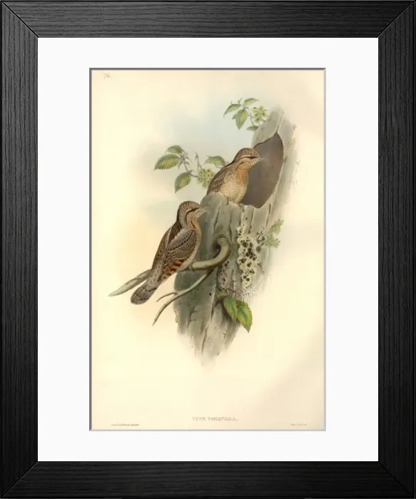 Framed Print : Jynx torquilla, northern wryneck Framed Print : Jynx torquilla, northern wryneck