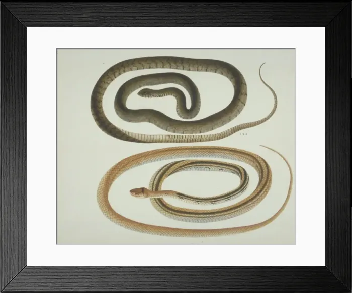 Framed Print : LS Plate 110 from the John Reeves Collection (Zoology) Framed Print : LS Plate 110 from the John Reeves Collection (Zoology)