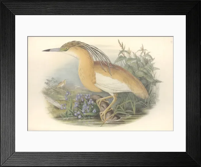 Framed Print : Ardeola ralloides, squacco heron Framed Print : Ardeola ralloides, squacco heron