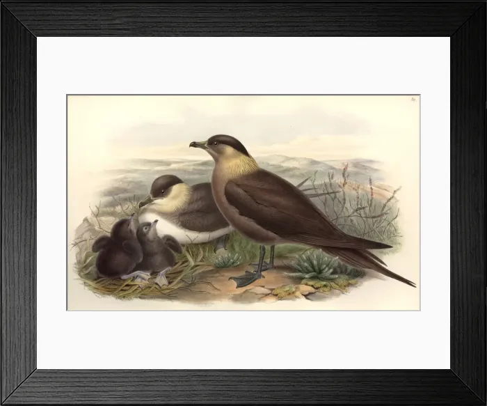 Framed Print : Stercorarius parasiticus, parasitic jaeger Framed Print : Stercorarius parasiticus, parasitic jaeger
