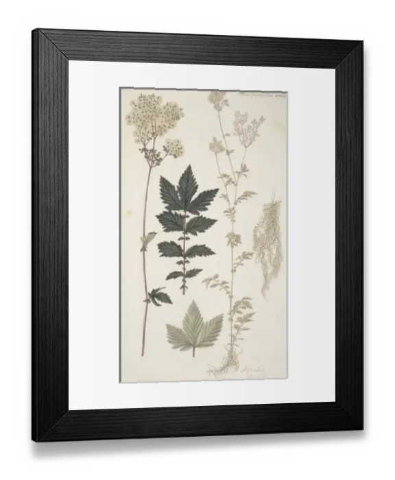Framed Print : Spiraea sp Framed Print : Spiraea sp