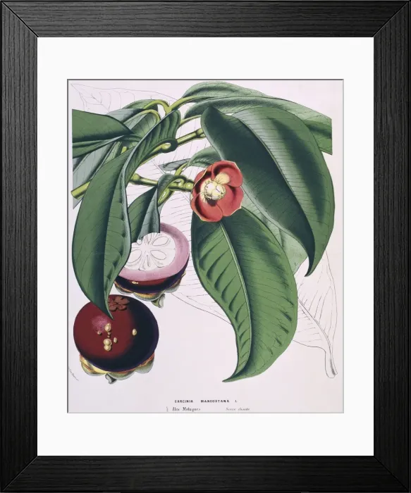 Framed Print : Garcinia mangostana, Mangosteen Framed Print : Garcinia mangostana, Mangosteen