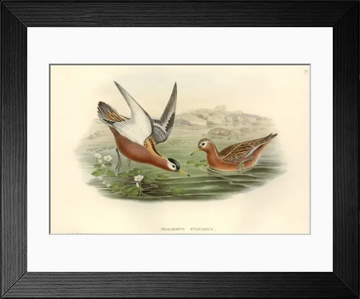 Framed Print : Phalaropus fulicarius, grey phalarope Framed Print : Phalaropus fulicarius, grey phalarope
