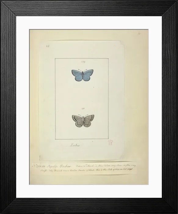 Framed Print : No. 179 & 180 Palilio Erebus Framed Print : No. 179 & 180 Palilio Erebus