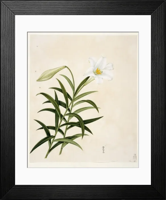 Framed Print : Flower Illustration from the Reeves Collection Framed Print : Flower Illustration from the Reeves Collection