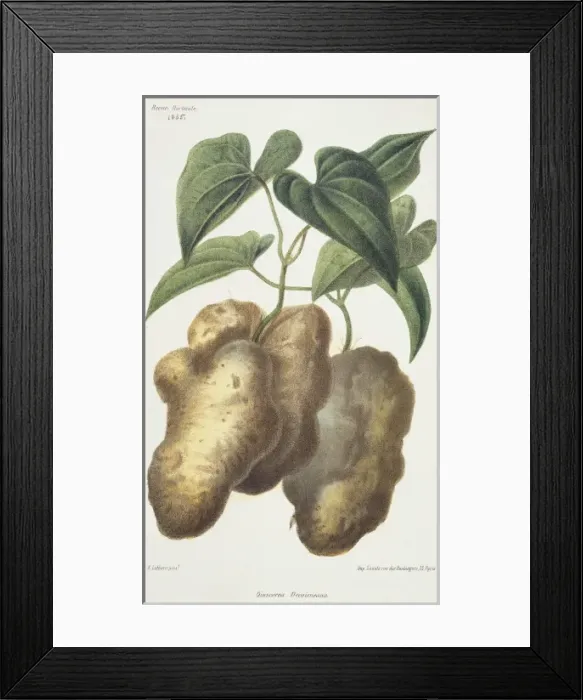 Framed Print : Dioscorea decaisneana, yam Framed Print : Dioscorea decaisneana, yam