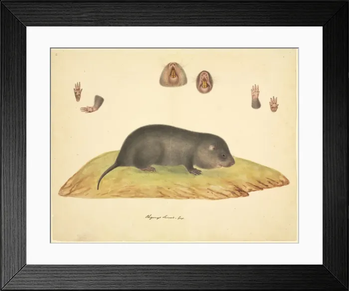 Framed Print : Talpa sp. mole Framed Print : Talpa sp. mole