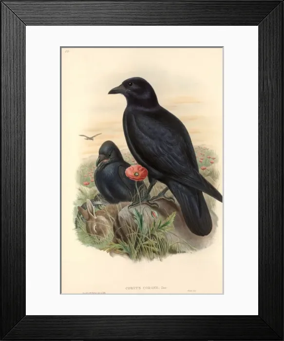 Framed Print : Corvus corone, carrion crow Framed Print : Corvus corone, carrion crow