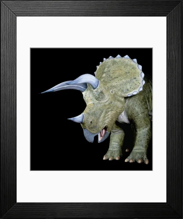 Framed Print : Triceratops Framed Print : Triceratops