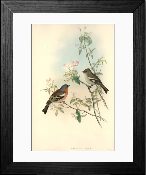 Framed Print : Fringilla coelebs, chaffinch Framed Print : Fringilla coelebs, chaffinch