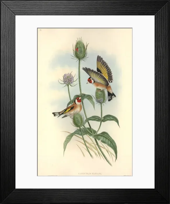 Framed Print : Carduelis carduelis, European goldfinch